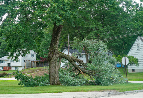 The Steps Involved in Our Tree Care Process in Yardley, PA